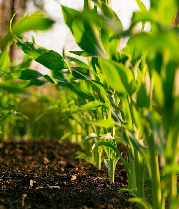 organic farming